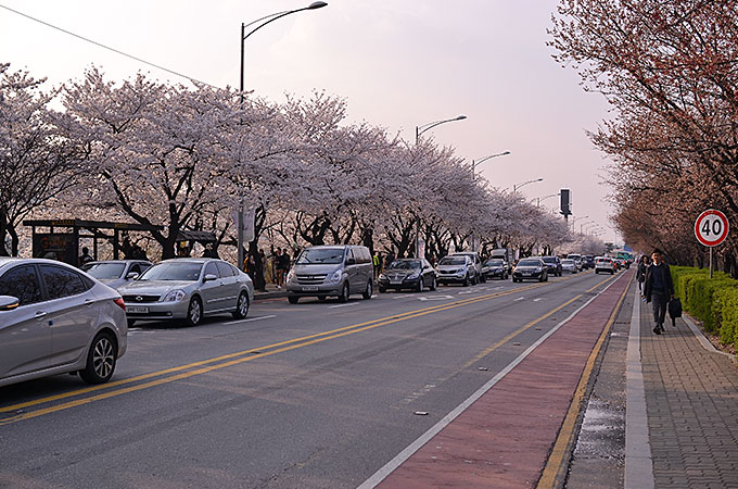 韓国の桜を楽しむ！ヨイドの春の花祭り