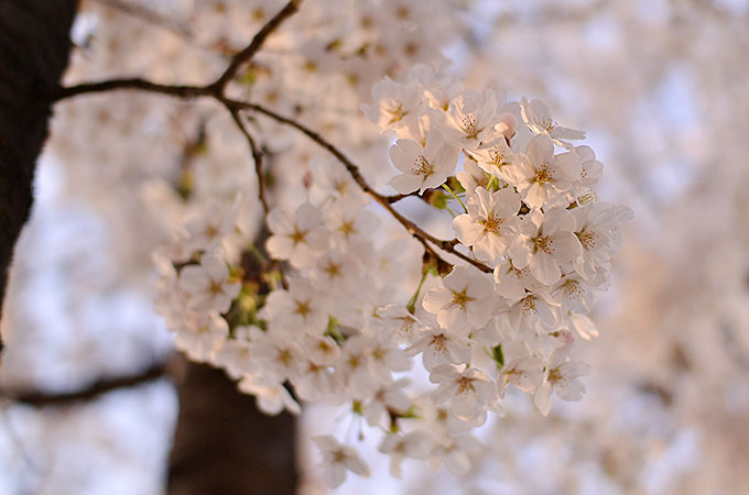 韓国ソウル・ヨイドの桜まつり – 永登浦汝矣島春の花祭りに行ってきた！