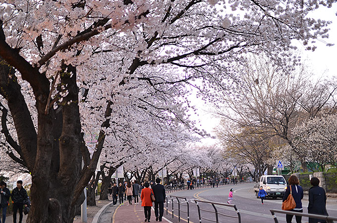 何キロにもわたって桜並木道が続いています。
