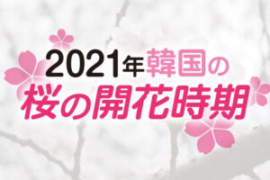 2021年 韓国の桜開花・桜まつりの情報をチェック！