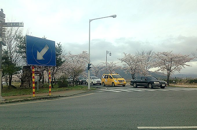 慶州市の街中桜並木道！