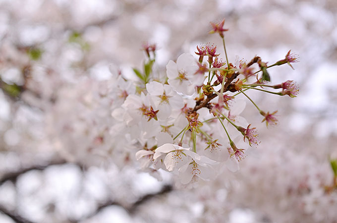 2016年のソウルの桜は満開が予定よりも早かった。