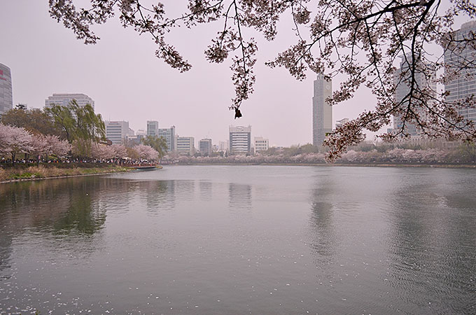 この石村湖という湖の周りに桜が植えられているようで、桜に囲まれた湖も綺麗