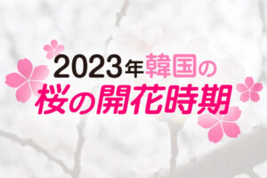 2023年 韓国の桜開花・桜まつりの情報をチェック！
